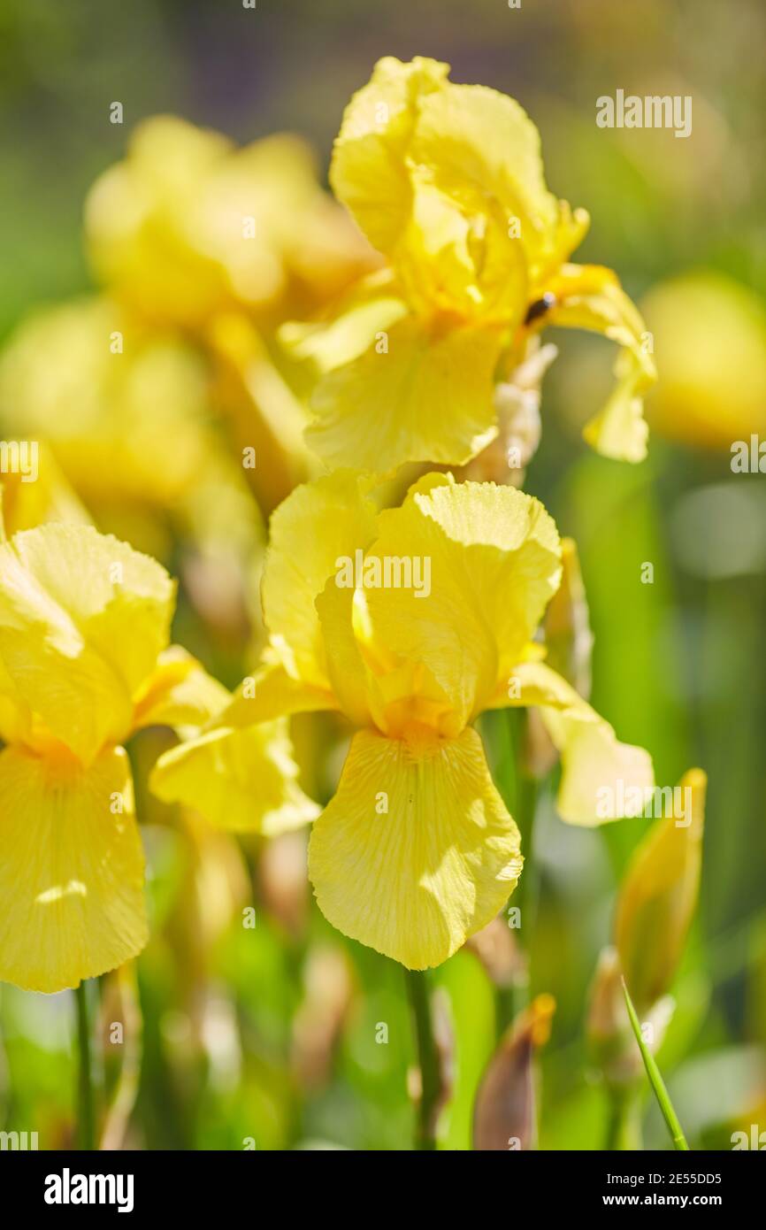Yellow iris flowers in the rain. Taken at Cally Gardens Gatehouse of Fleet Stock Photo