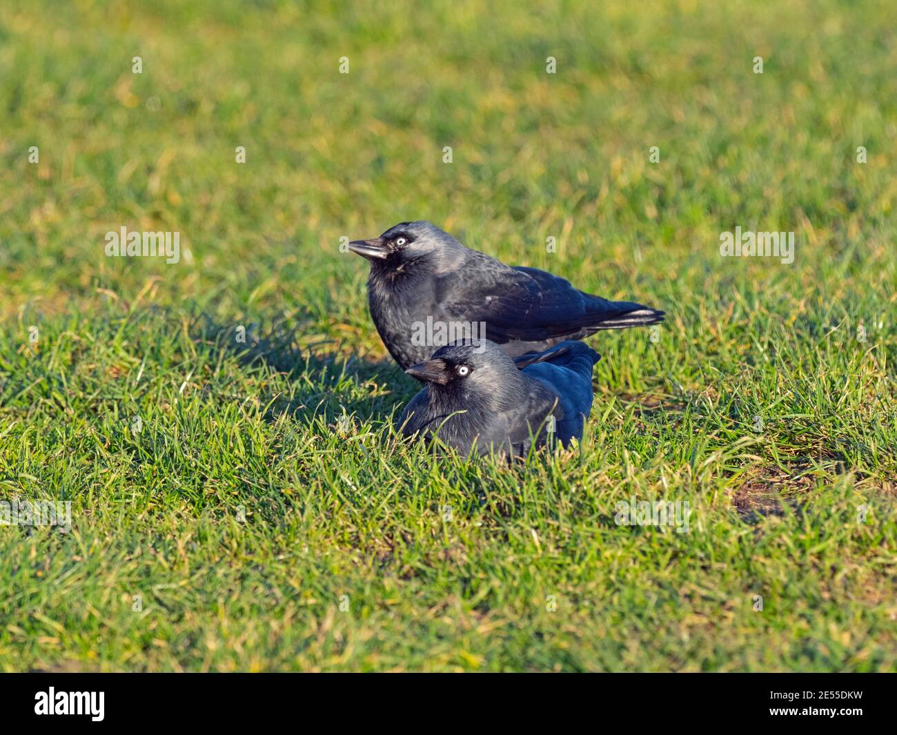 Jackdaw Corvus monedula Feeding on farmland Norfolk UK Stock Photo