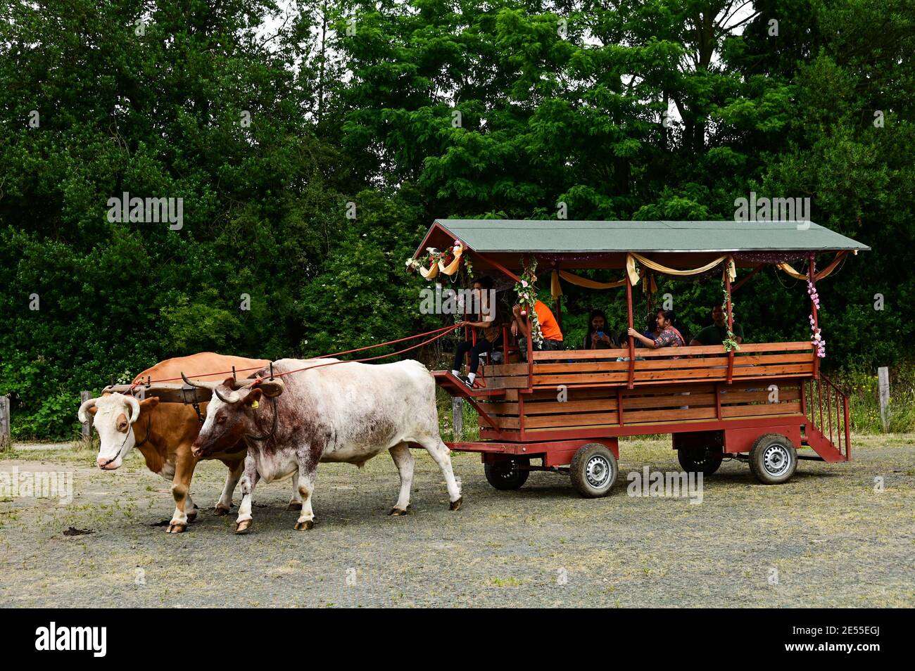Cattle drive a wagon at Bhaktivedanta Manor, UK Stock Photo