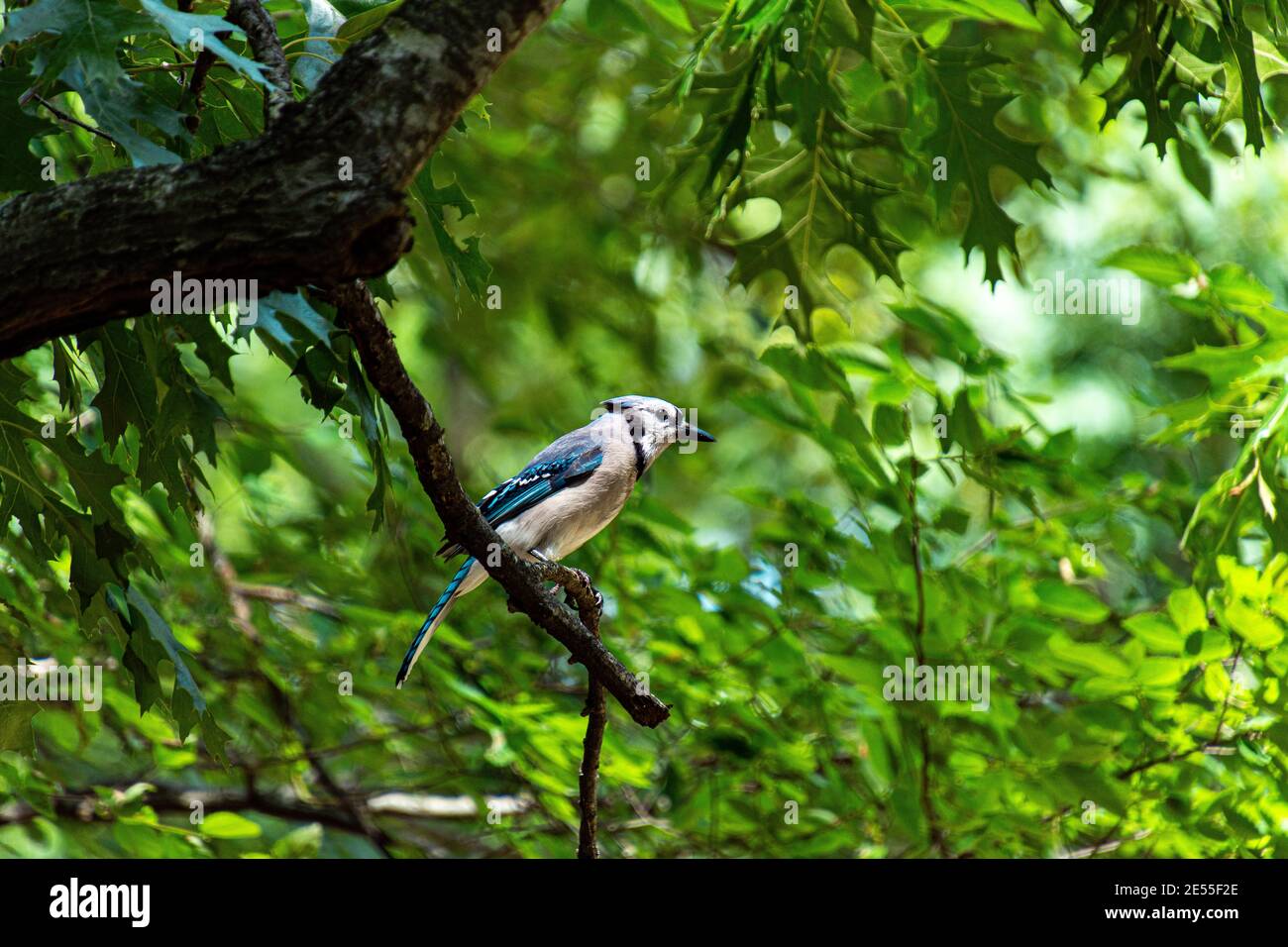 Selective focus shot of a Blue jay perched on a tree branch Stock Photo