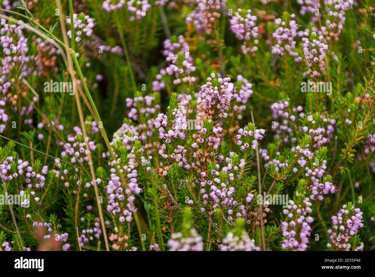 background purple heather flowers with green leaves Stock Photo