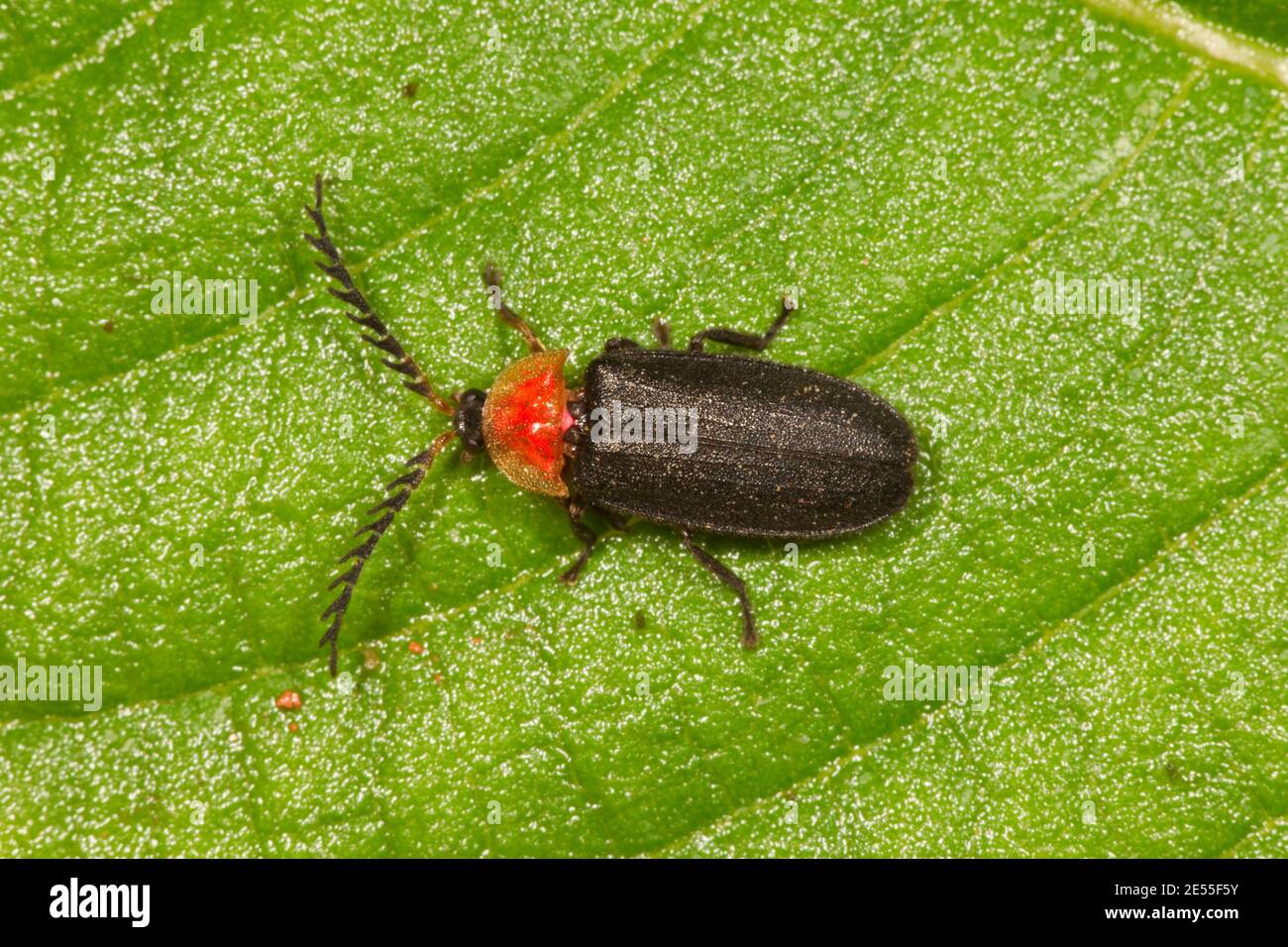 Unidentified Firefly, Vesta sp., Lampyridae. Length 10 mm. Diurnal. Stock Photo