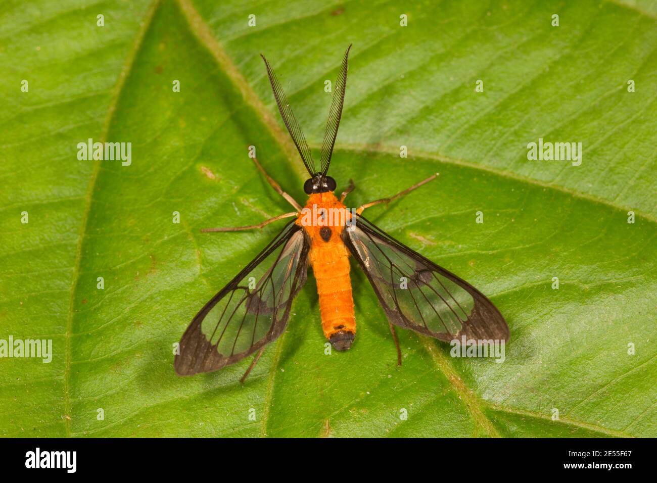 Unidentified Wasp Moth, Arctiidae? Forewing Length 14 mm. Stock Photo