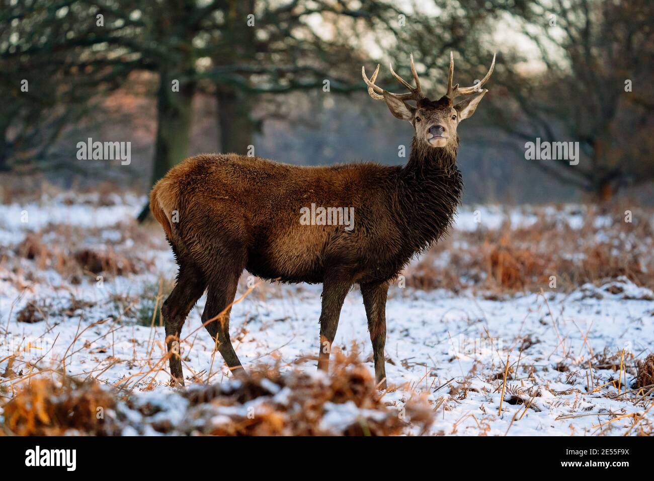 Red Deer in Richmond Park, London Stock Photo