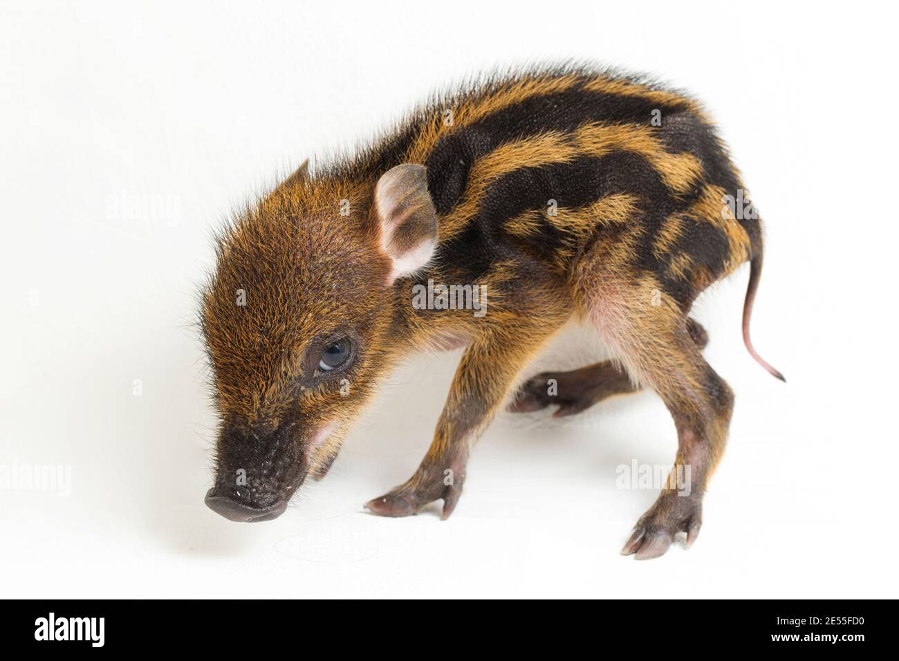 Banded pig hi-res stock photography and images - Alamy