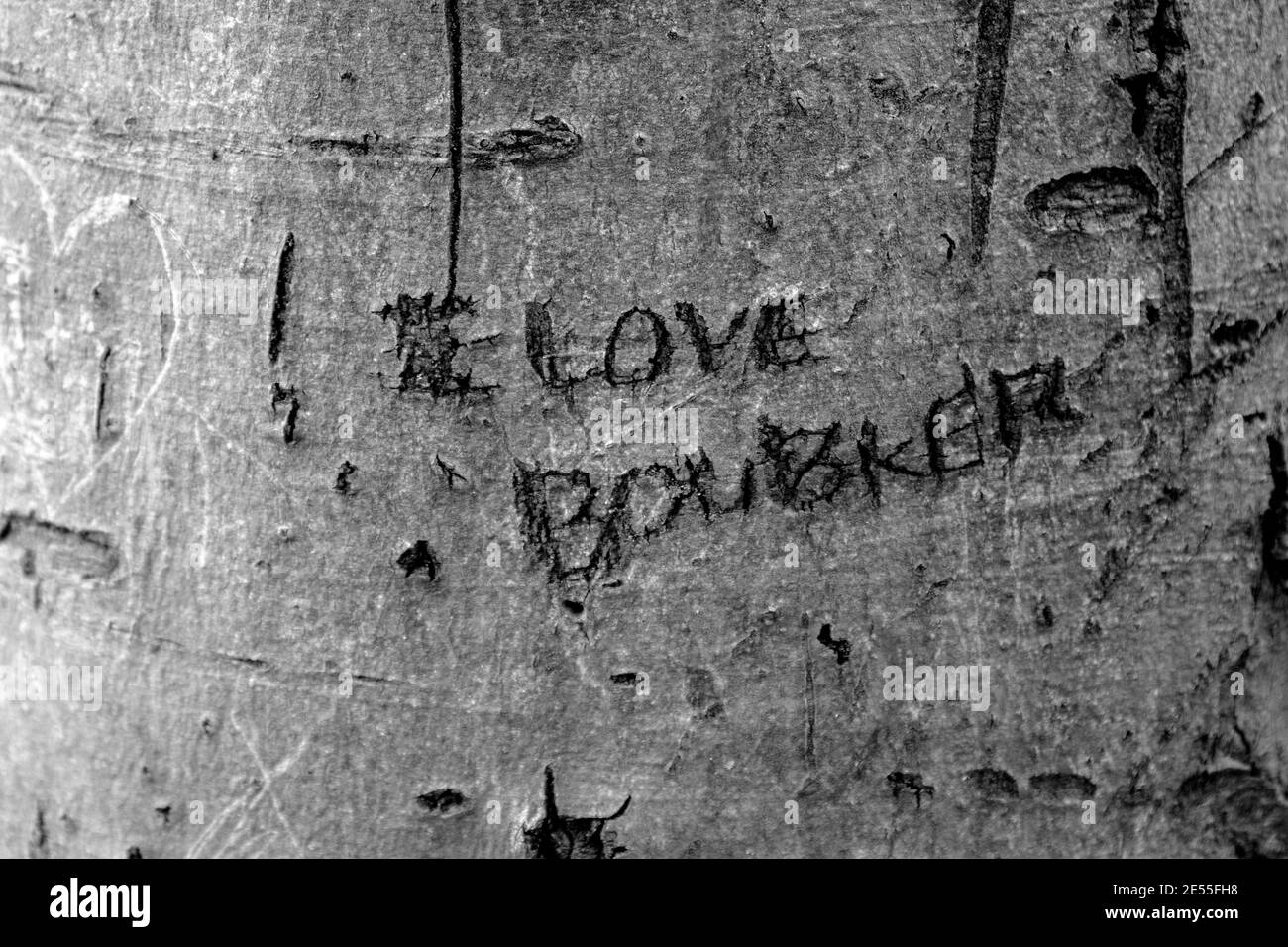 Text Carved In A Tree At Amsterdam The Netherlands 26-6-2020 Stock Photo