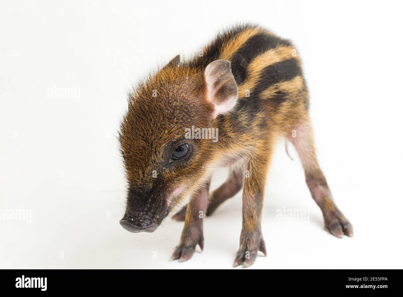 The baby banded pig (Sus scrofa vittatus) also known as the Indonesian ...