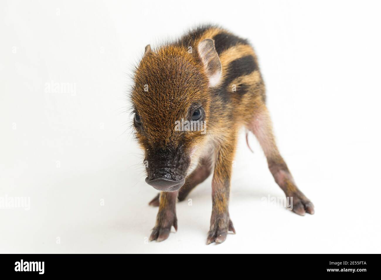 The baby banded pig (Sus scrofa vittatus) also known as the Indonesian ...