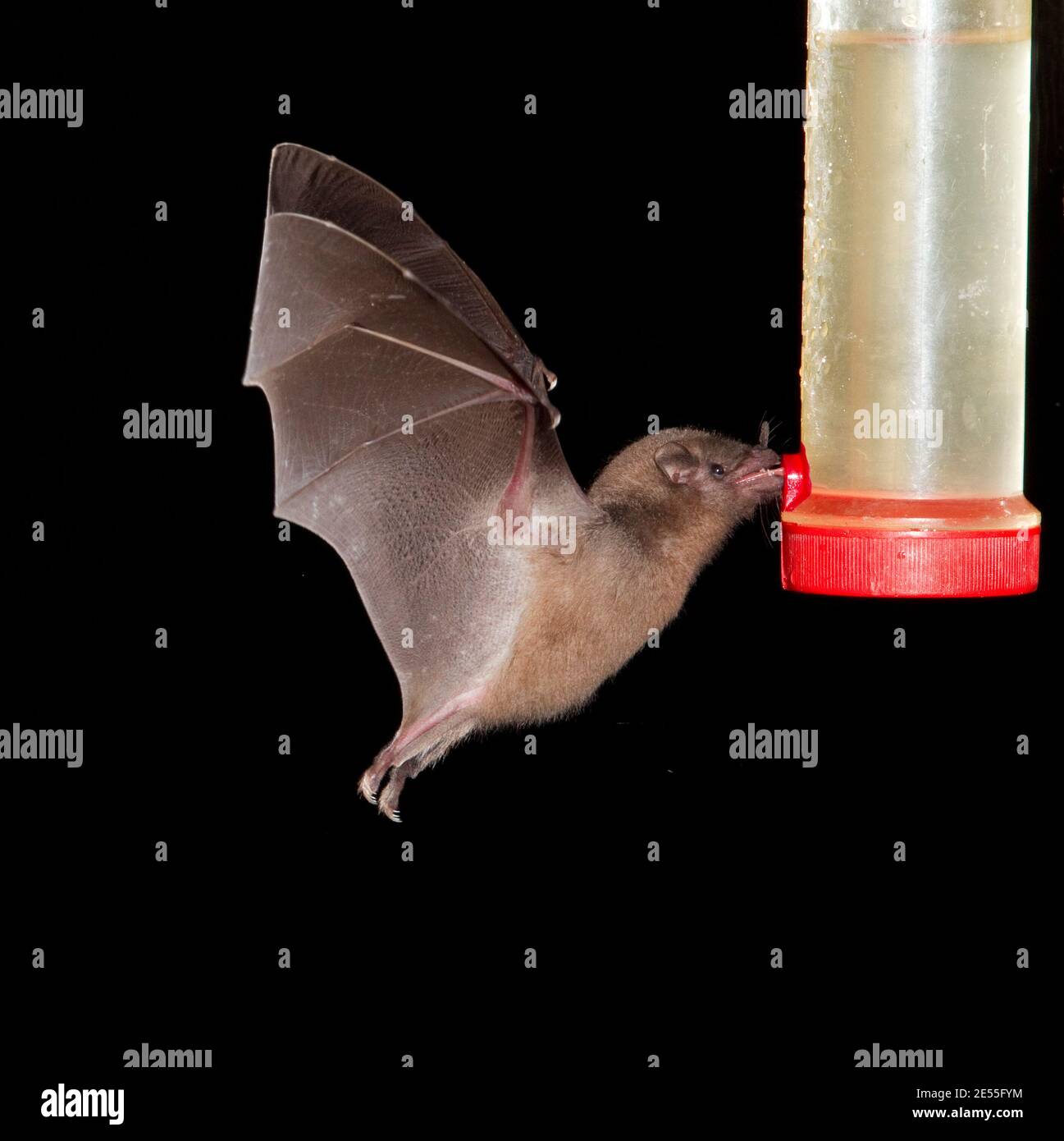 Geoffroy's Tailless Bat, Anoura geoffroyi, nectar bat at feeder. Stock Photo