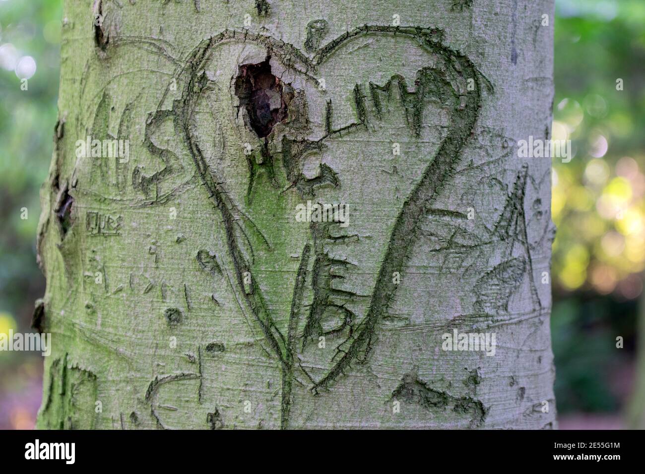 Close Up Of A Heart Carved In A Tree At Amsterdam The Netherlands 26-6-2020 Stock Photo