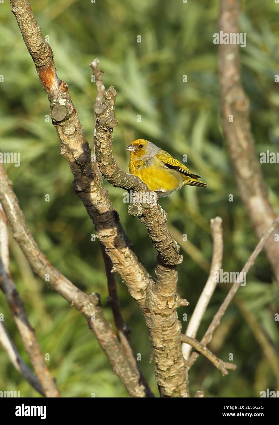 Cape Canary (Serinus canicollis thompsonae) adult male perched on dead branch  Wakkerstroom, South Africa          November Stock Photo