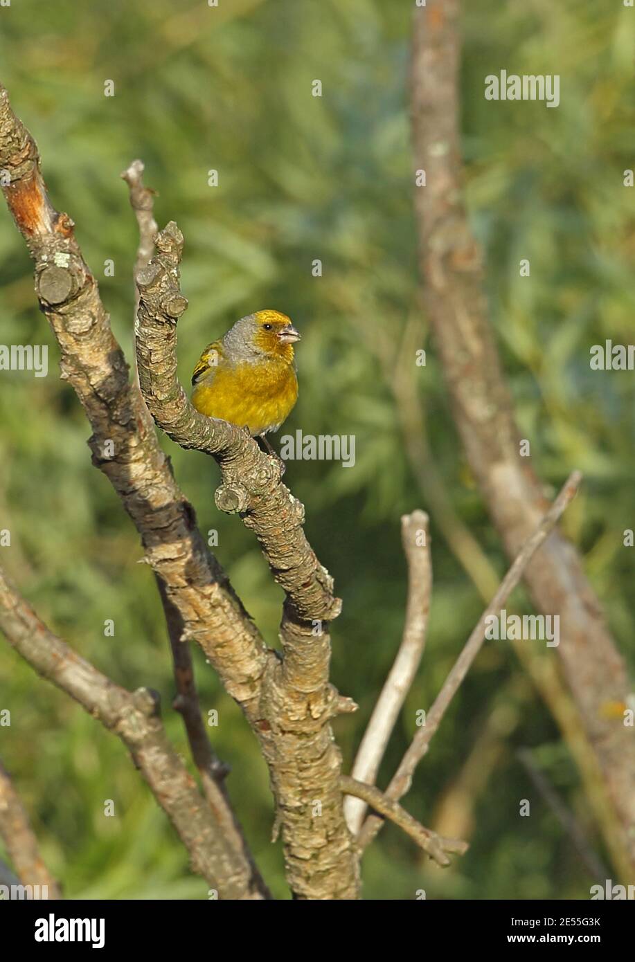 Cape Canary (Serinus canicollis thompsonae) adult male perched on dead branch  Wakkerstroom, South Africa          November Stock Photo