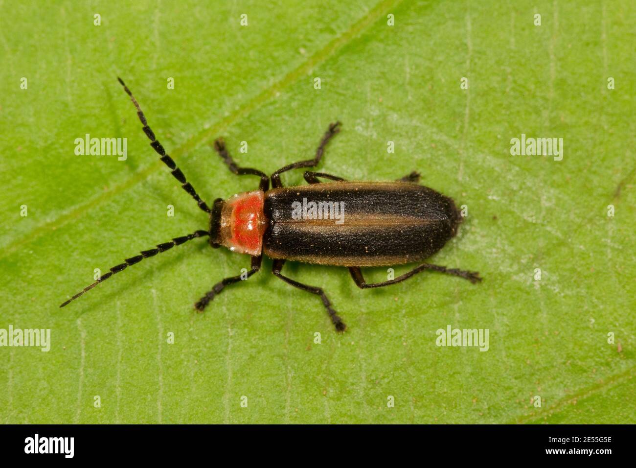 Unidentified Firefly, Lampyridae. Diurnal. Stock Photo