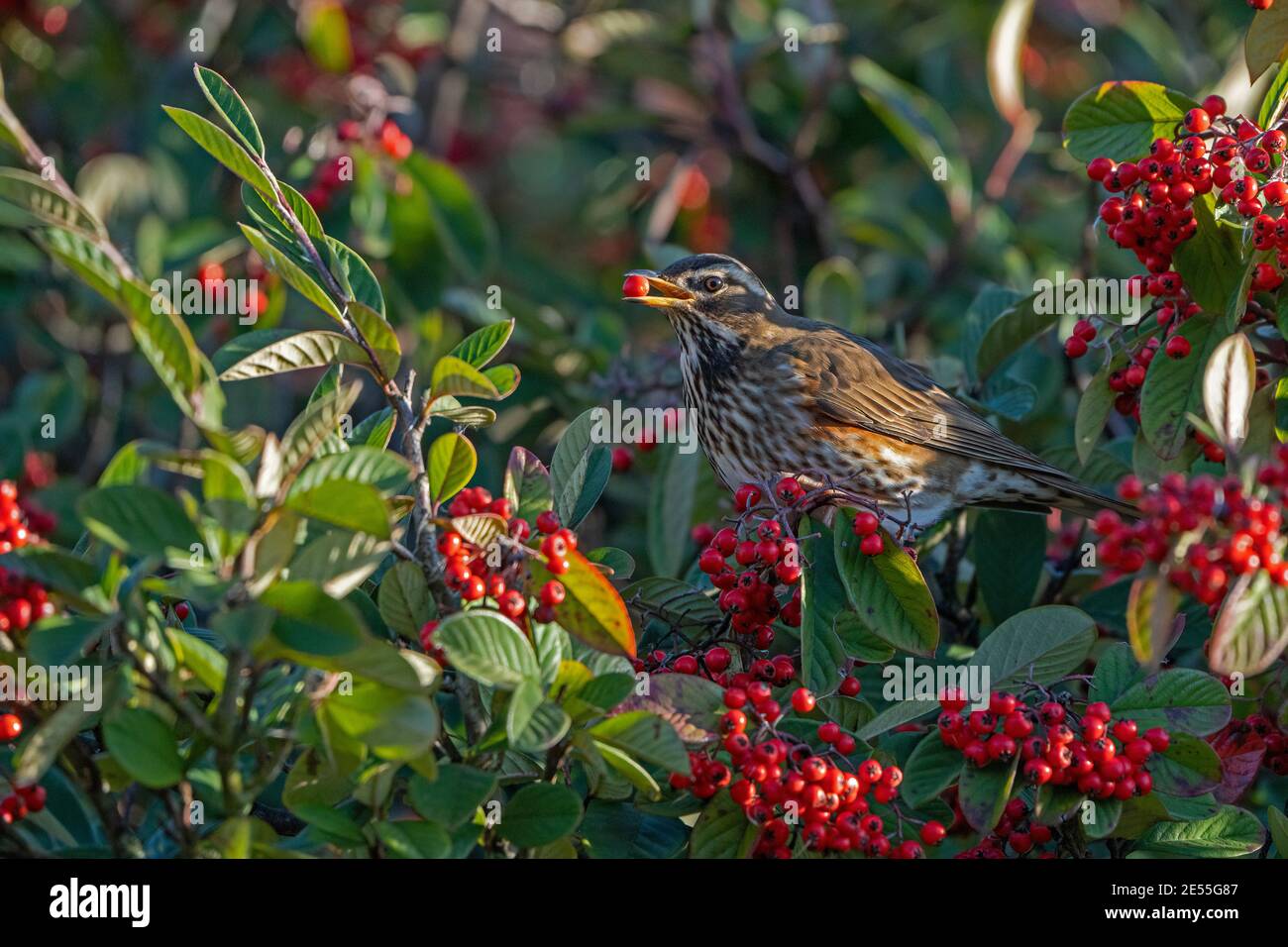 Redwing-Turdus iliacus feeds on red winter berries. Stock Photo