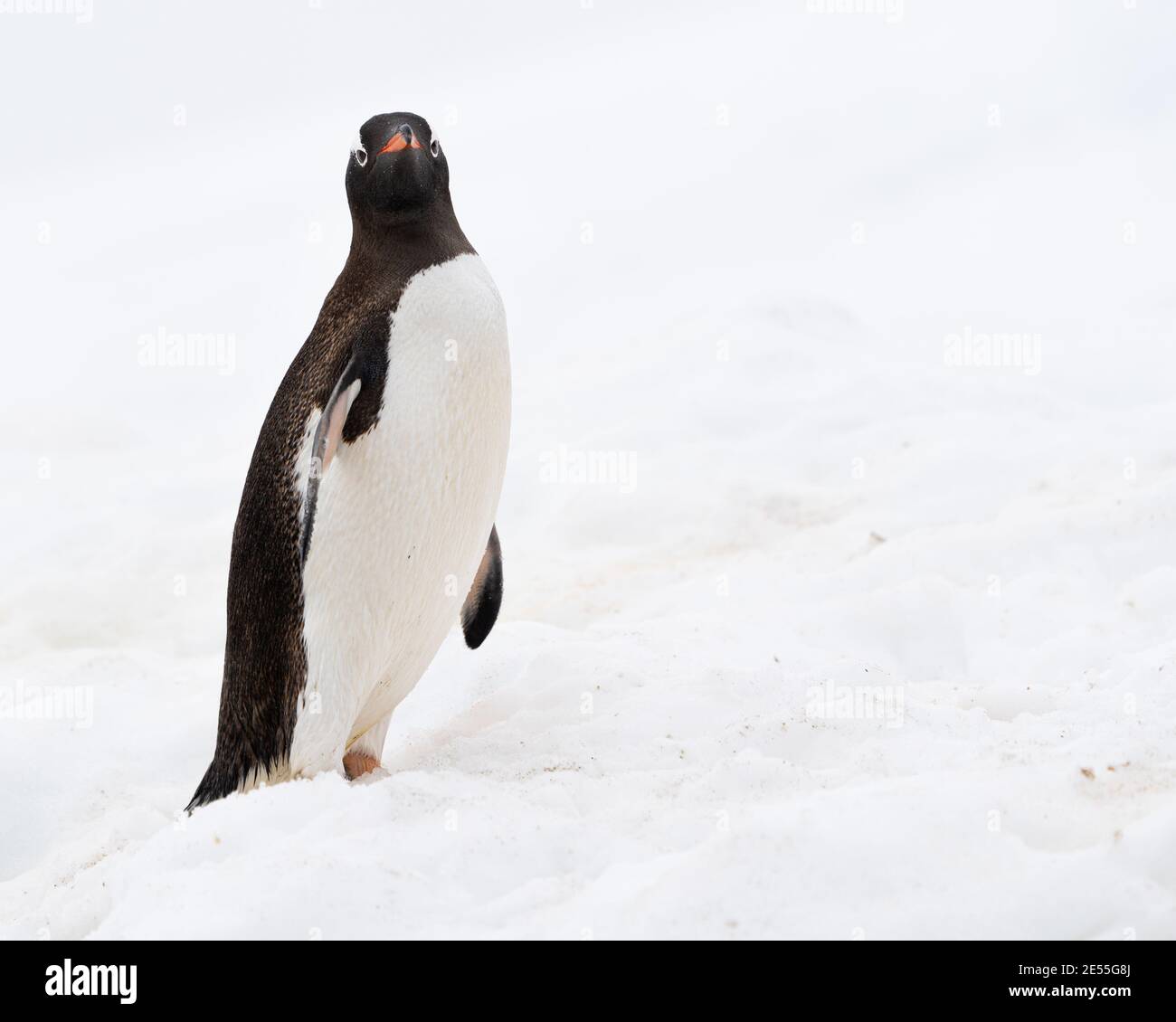 Portrait of a gentoo penguin in the Antarctic peninsula Stock Photo