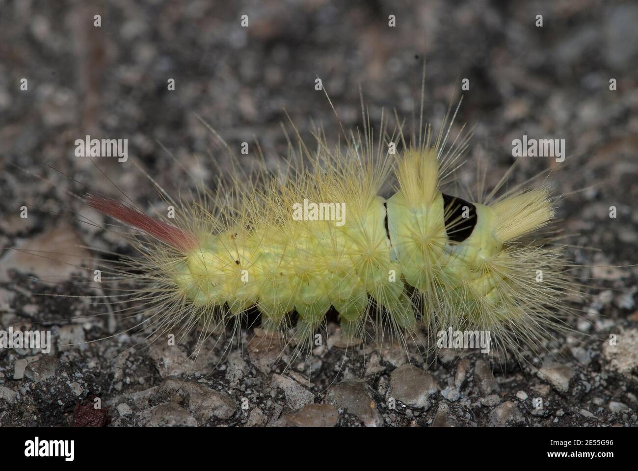 Close-up of Calliteara pudibunda larva on the ground Stock Photo