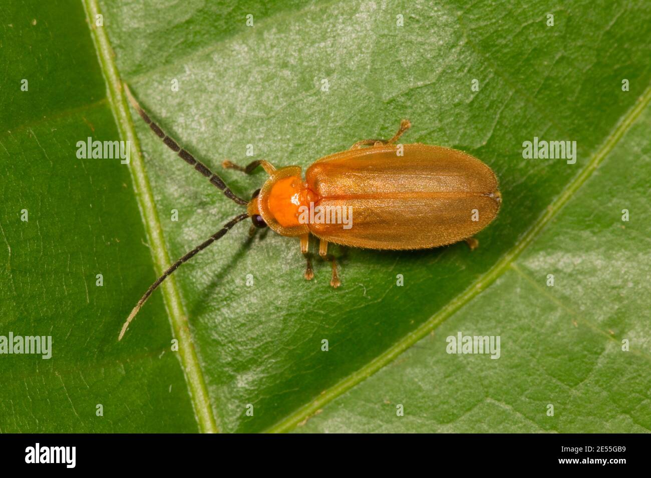 Unidentified Firefly, Lampyridae. Diurnal. Length 10 mm. Stock Photo