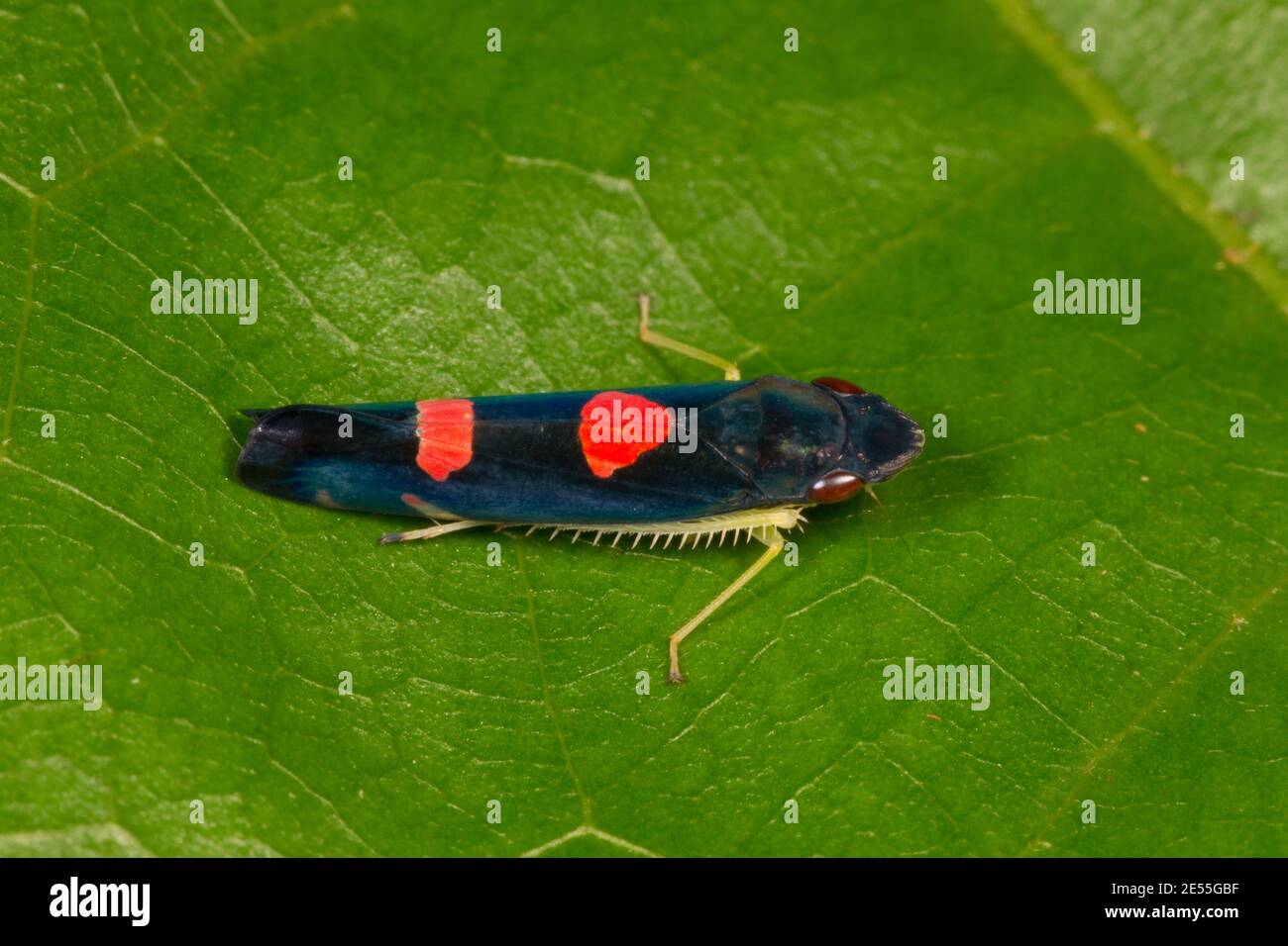 Unidentified Leafhopper, Cicadellidae. Length 10 mm. Stock Photo