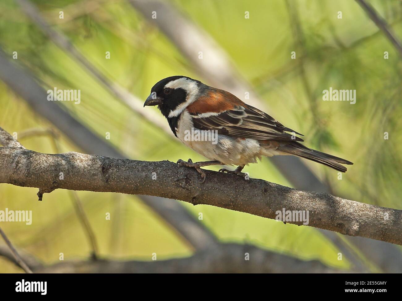 Cape Sparrow (Passer melanurus vicinus) adult male perched on branch  Johannesburg, South Africa          November Stock Photo