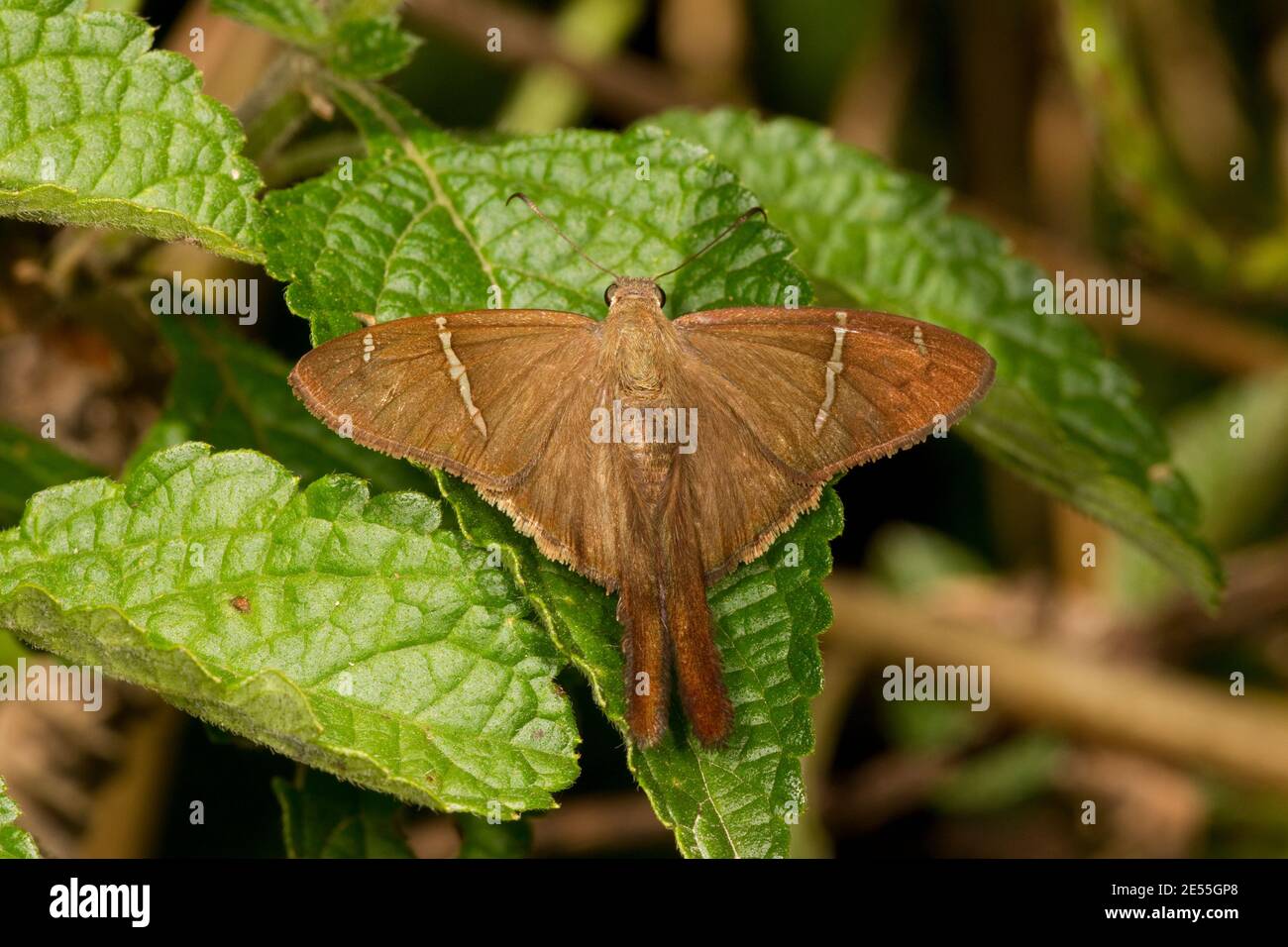 Teleus Longtail Butterfly, Urbanus teleus, Hesperiidae. Stock Photo