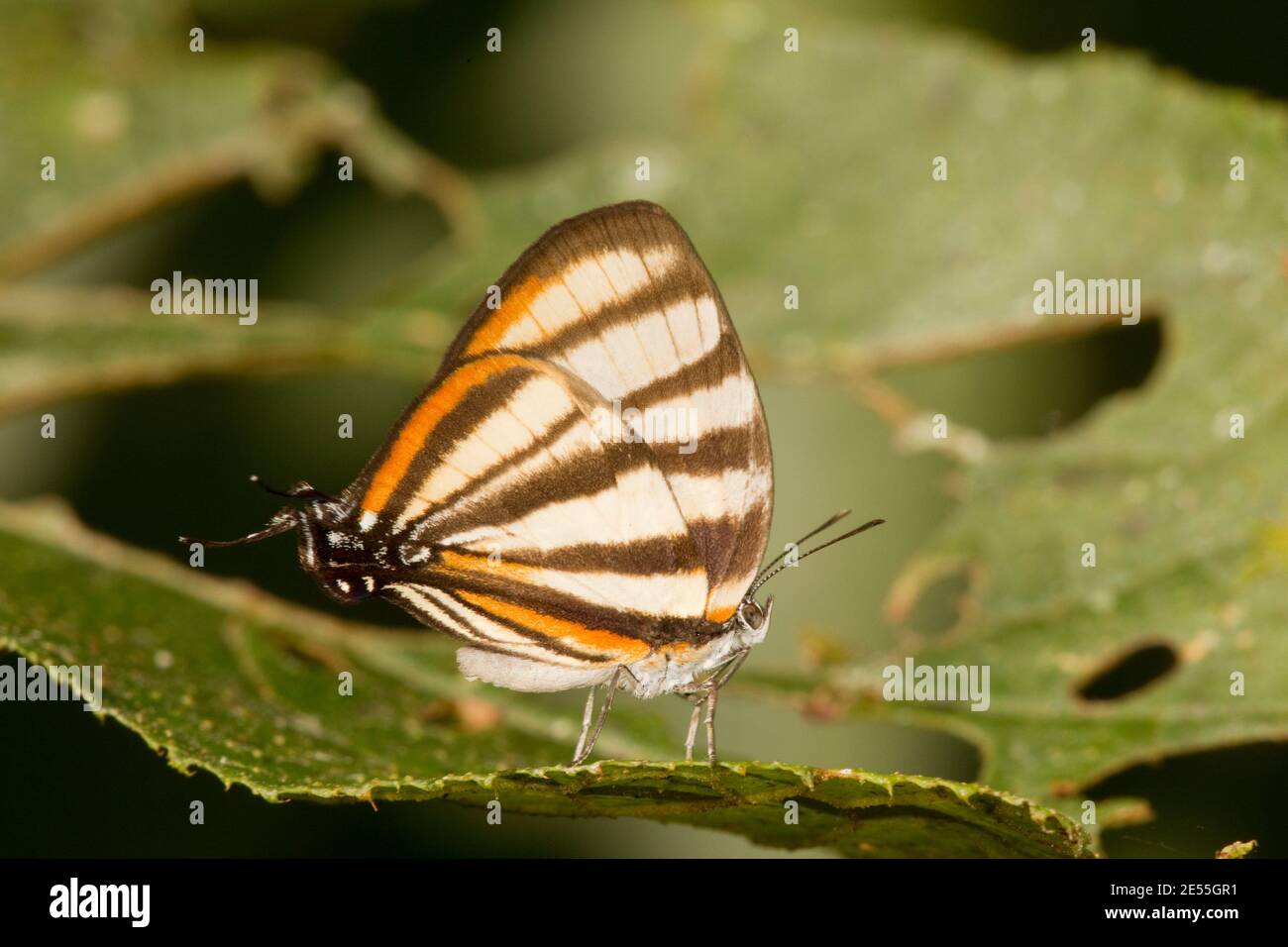 Hairstreak Butterfly, Arawacus separata, Lycaenidae. Ventral view. Stock Photo