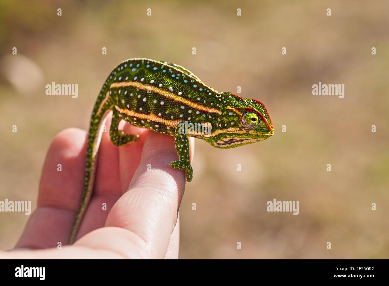 Tiny Jewelled Campan chameleon - Furcifer campani - resting on white man hand. Chameleons are endemic to Madagascar and can be seen in Andringitra Nat Stock Photo