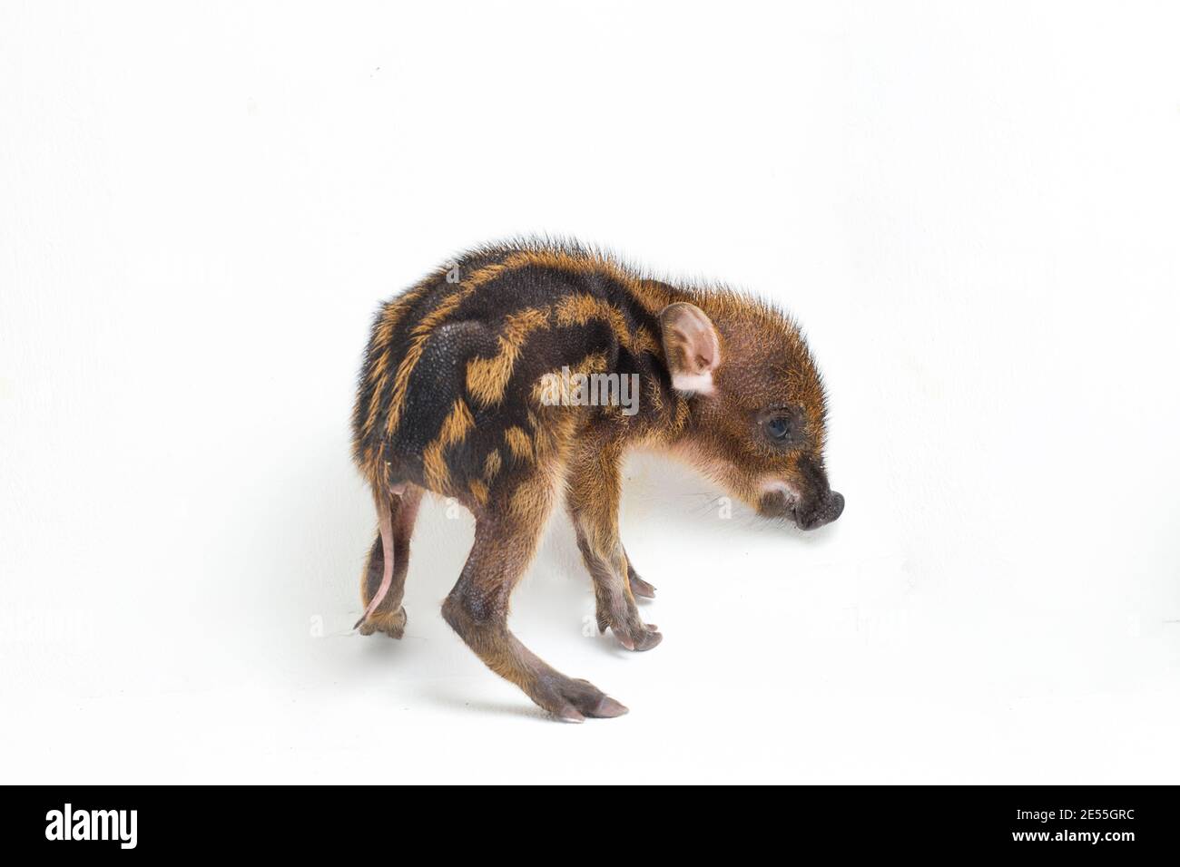 The baby banded pig (Sus scrofa vittatus) also known as the Indonesian ...