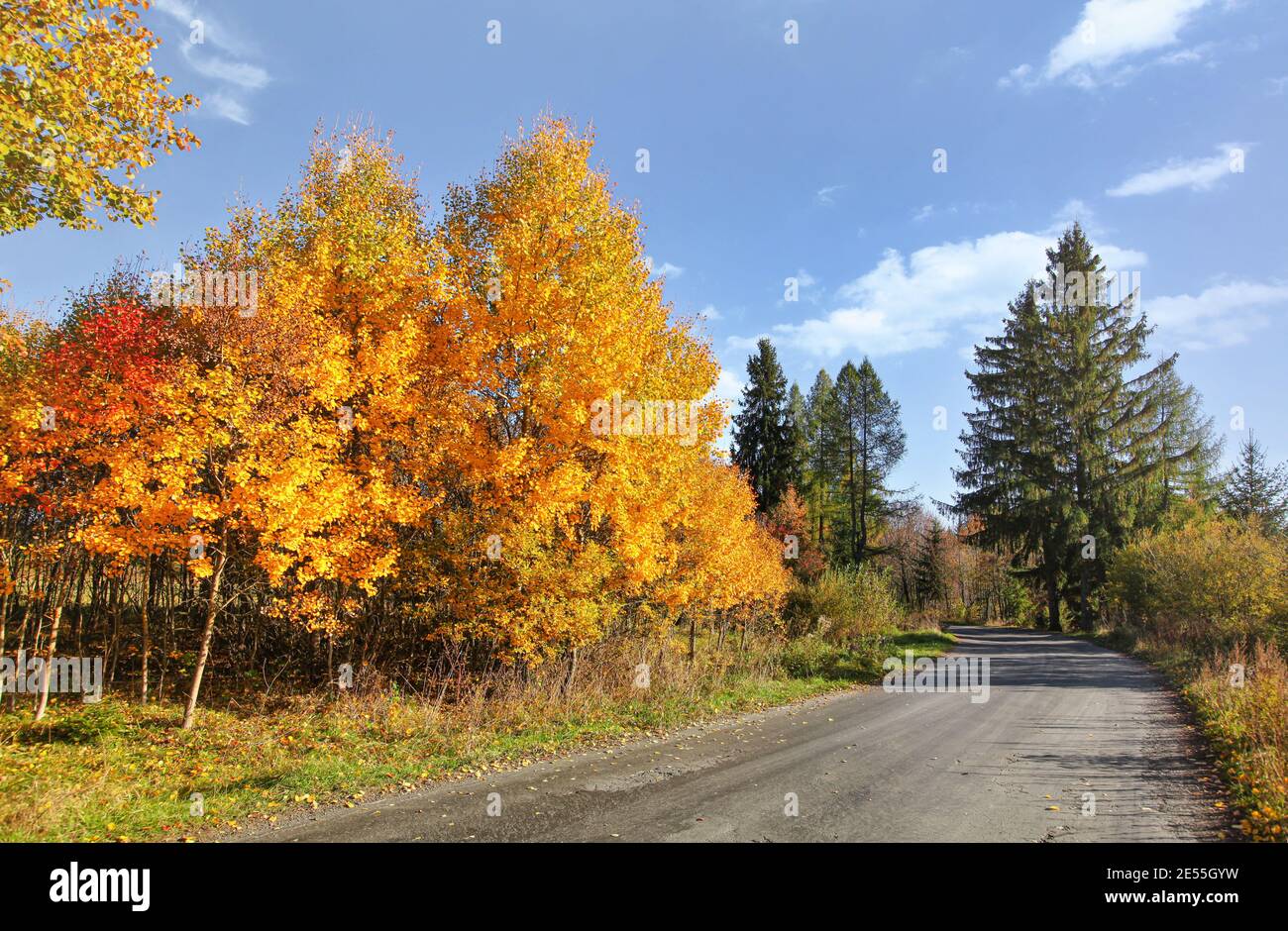 Country road autumn coloured trees hi-res stock photography and images ...
