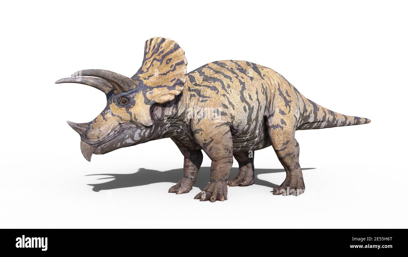 Triceratops, dinosaur reptile standing, prehistoric Jurassic animal isolated on white background, 3D illustration Stock Photo