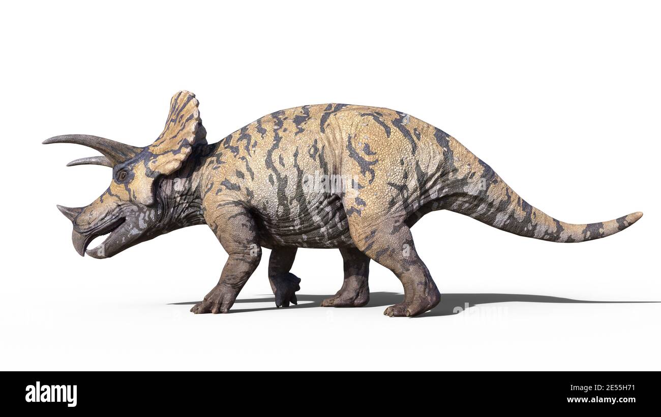 Triceratops, dinosaur reptile walking, prehistoric Jurassic animal isolated on white background, 3D illustration Stock Photo