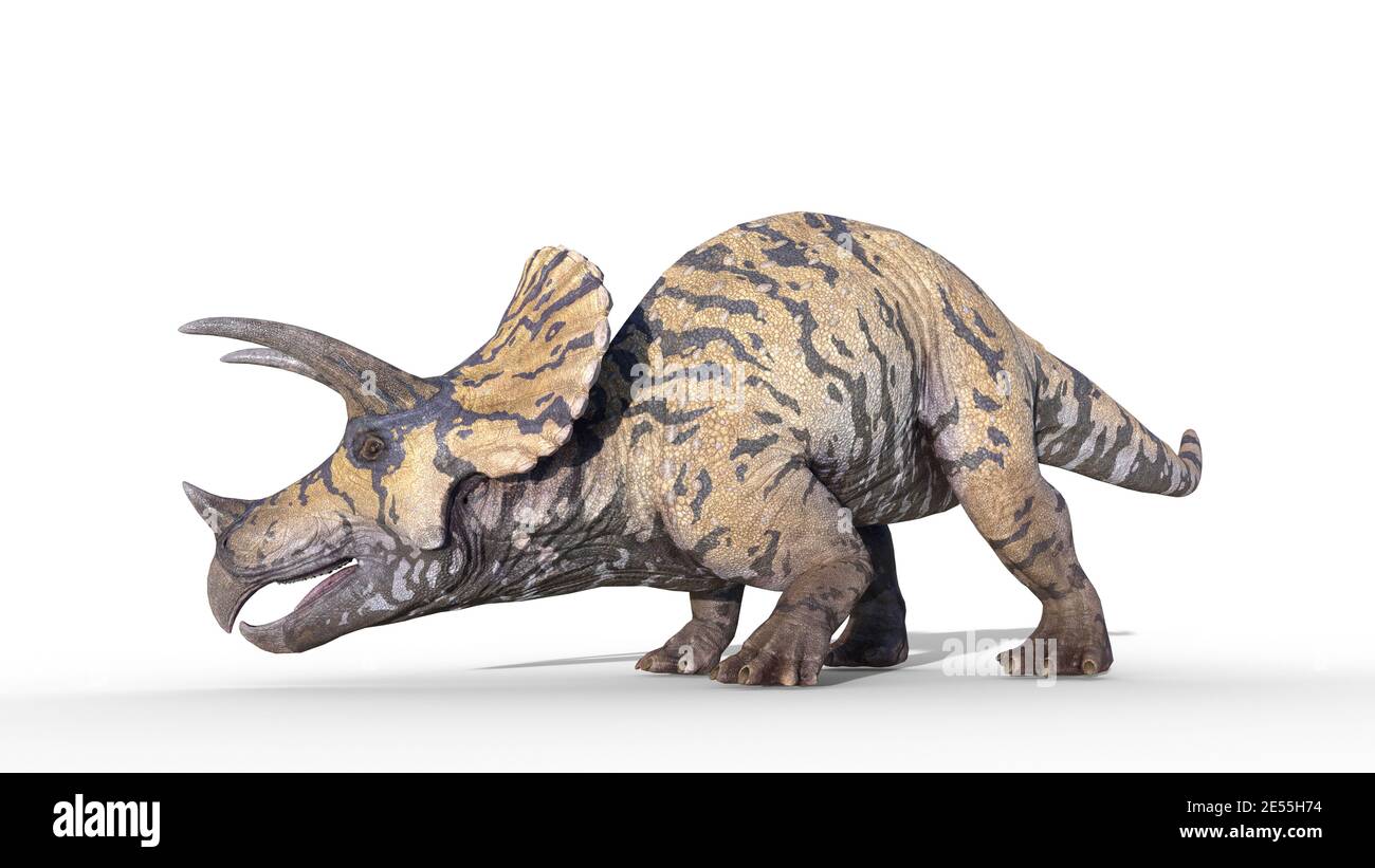 Triceratops, dinosaur reptile crawling, prehistoric Jurassic animal isolated on white background, 3D illustration Stock Photo