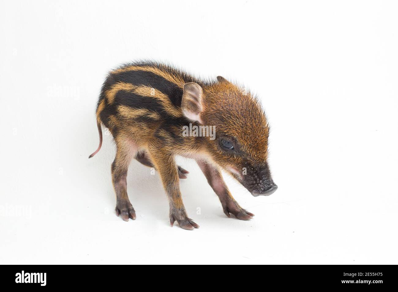 The baby banded pig (Sus scrofa vittatus) also known as the Indonesian ...