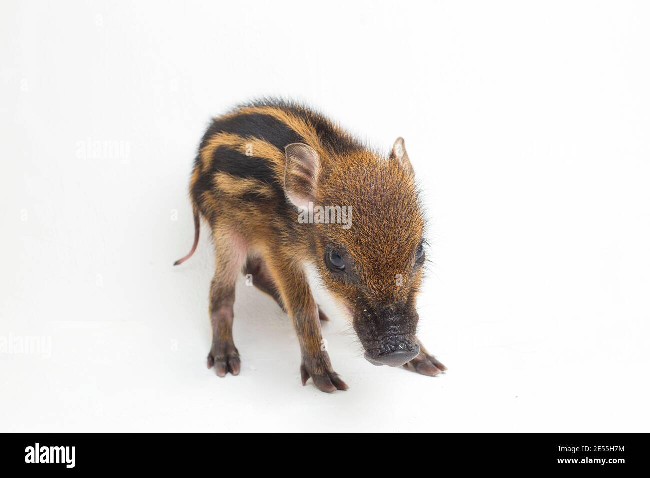 The baby banded pig (Sus scrofa vittatus) also known as the Indonesian ...