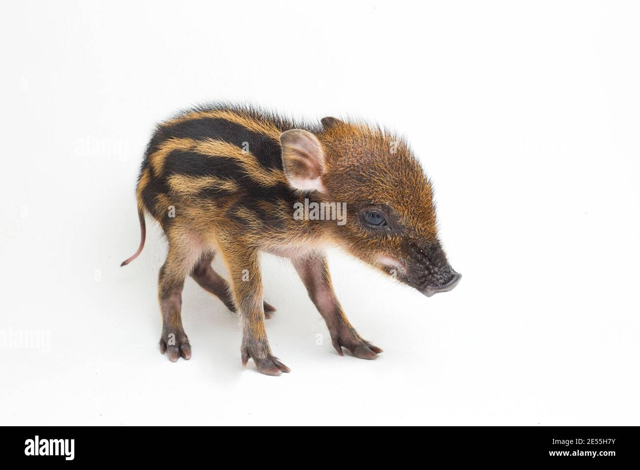 Banded pig hi-res stock photography and images - Alamy