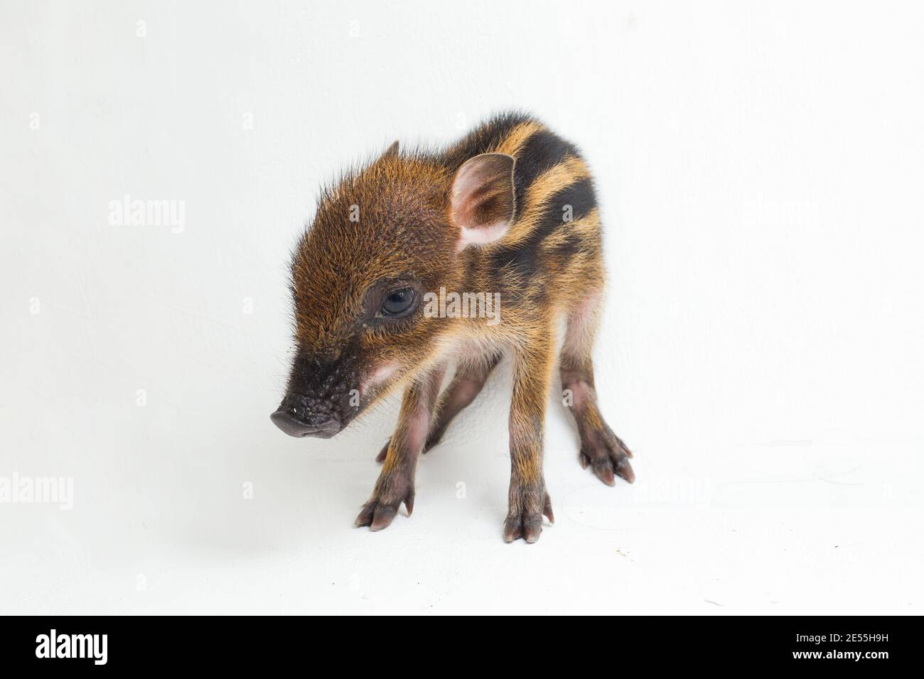 The baby banded pig (Sus scrofa vittatus) also known as the Indonesian ...