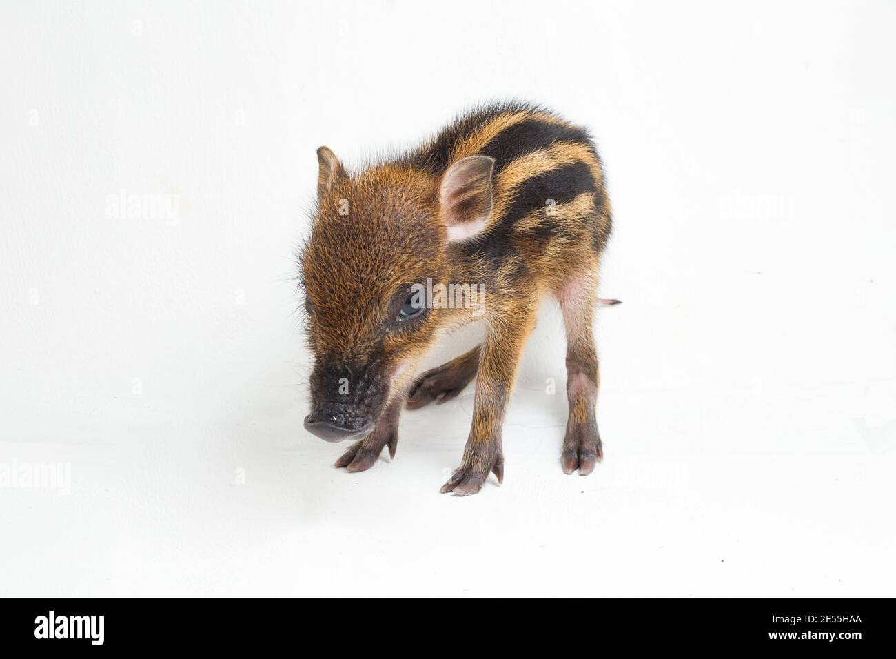 Sus scrofa vittatus hi-res stock photography and images - Alamy