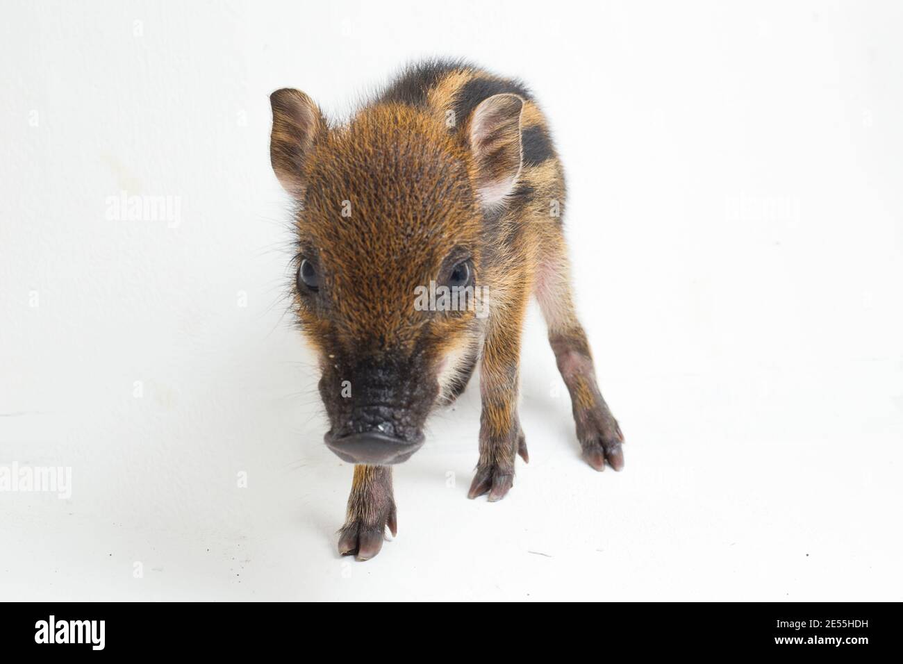 Sus Scrofa Vittatus High Resolution Stock Photography and Images - Alamy
