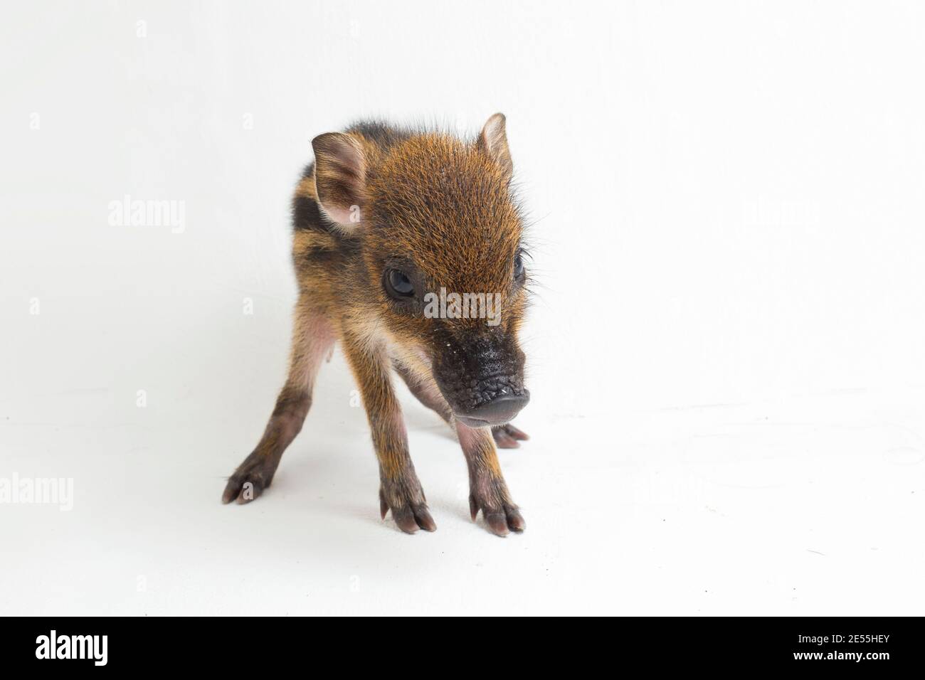 The baby banded pig (Sus scrofa vittatus) also known as the Indonesian ...