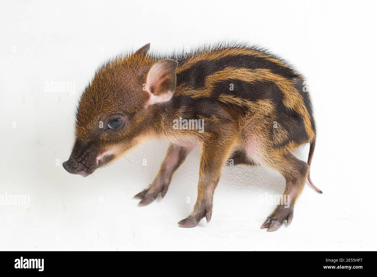 The baby banded pig (Sus scrofa vittatus) also known as the Indonesian ...