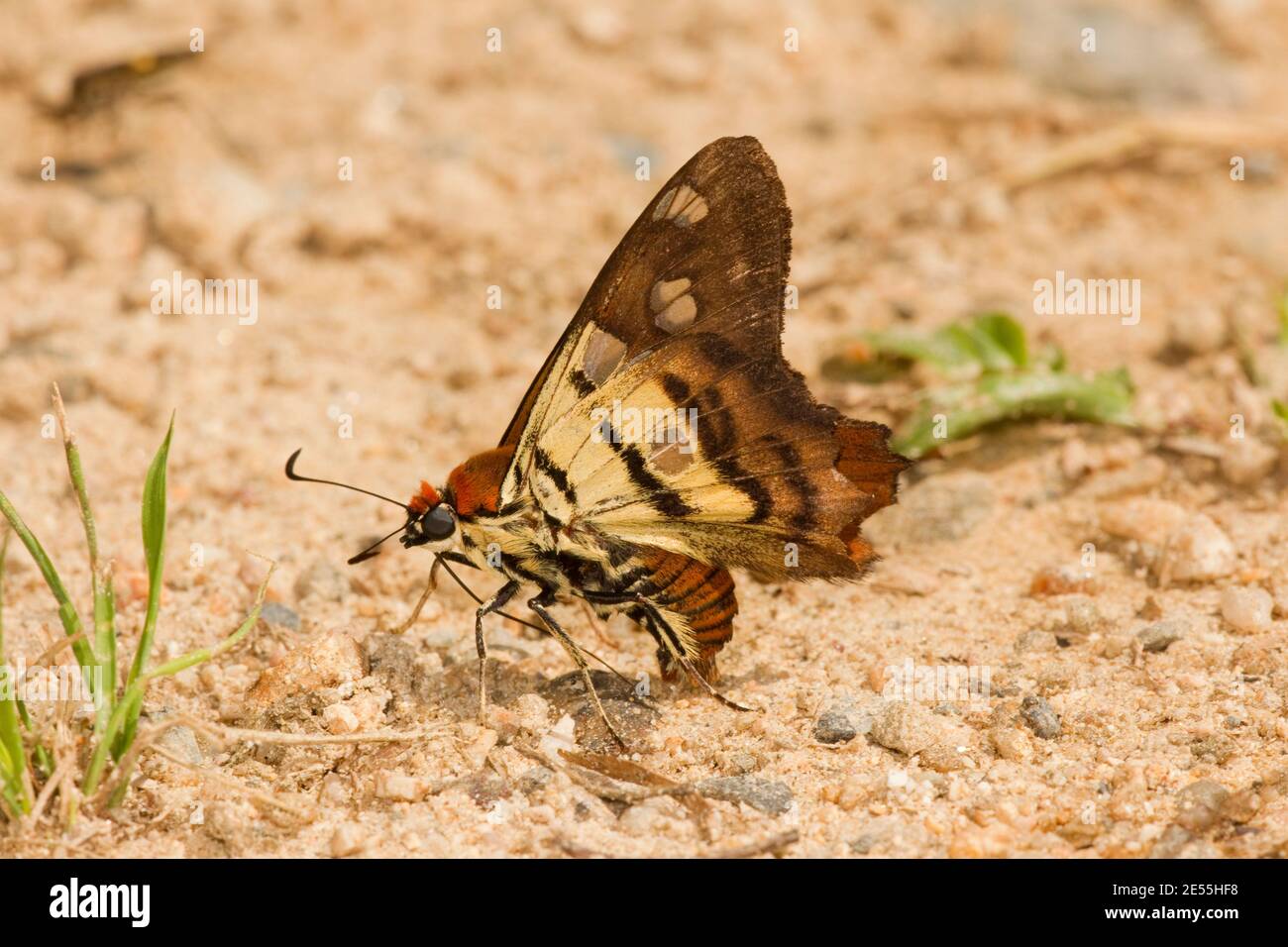 Orange-headed Mytip Skipper Butterfly, Myscelus phoronis phoronis, Hesperiidae. Ventral view. Stock Photo
