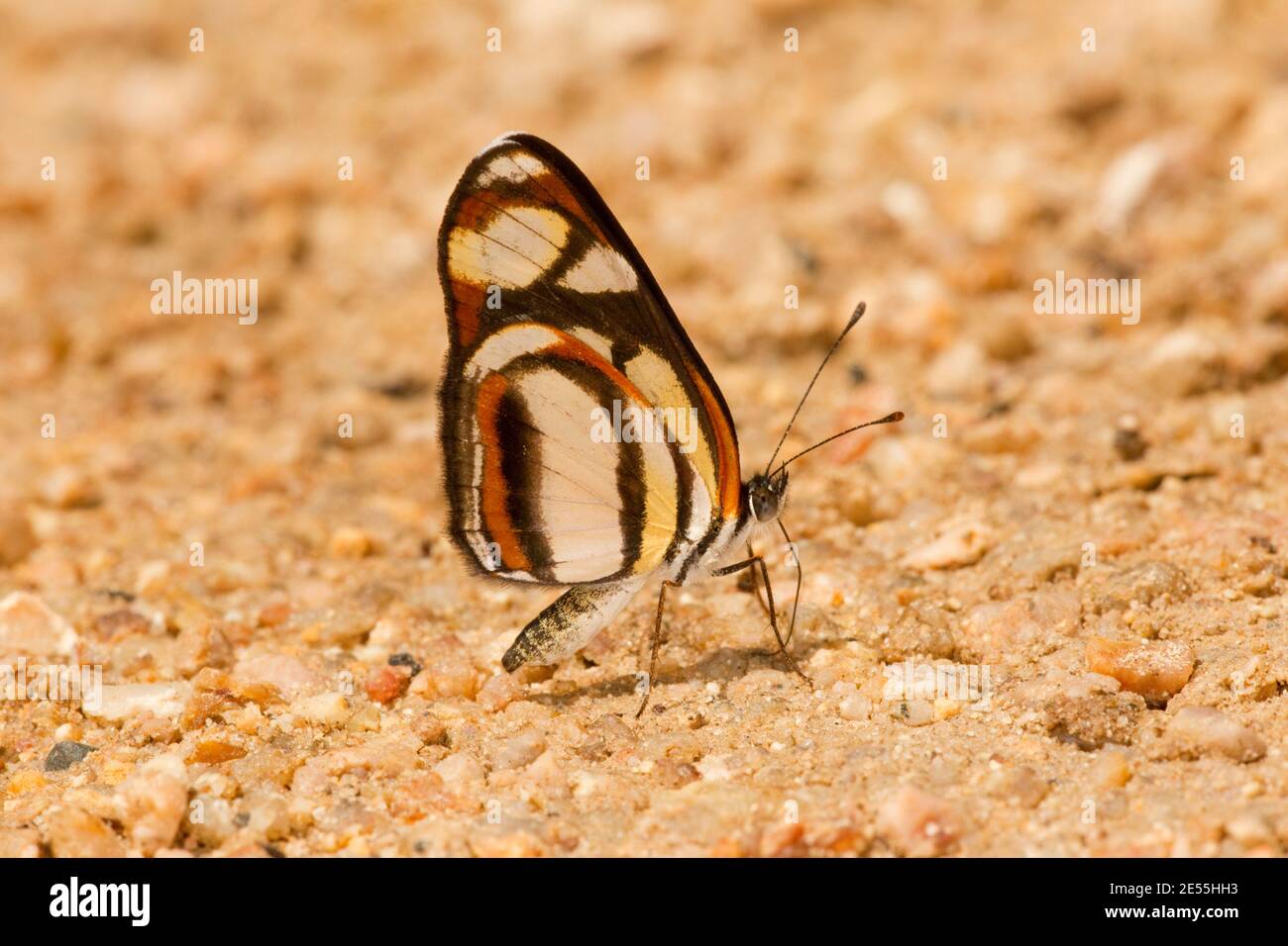 Eresia Crescent Butterfly, Eresia clio, Nymphalidae. Ventral view. Stock Photo