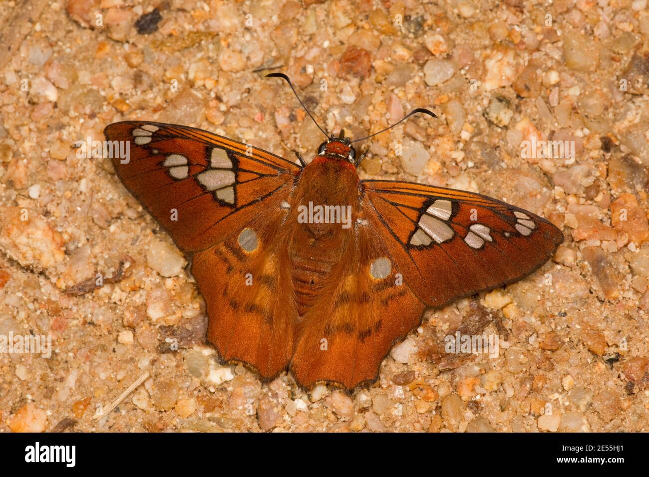 Orange-headed Mytip Skipper Butterfly, Myscelus phoronis phoronis, Hesperiidae. Dorsal view. Stock Photo