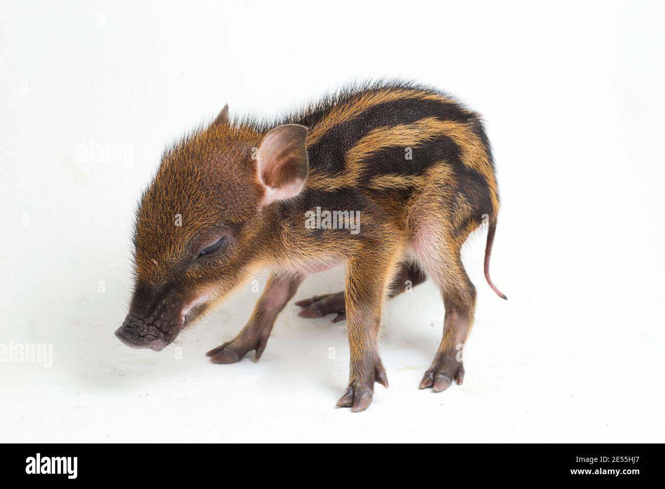 The baby banded pig (Sus scrofa vittatus) also known as the Indonesian ...