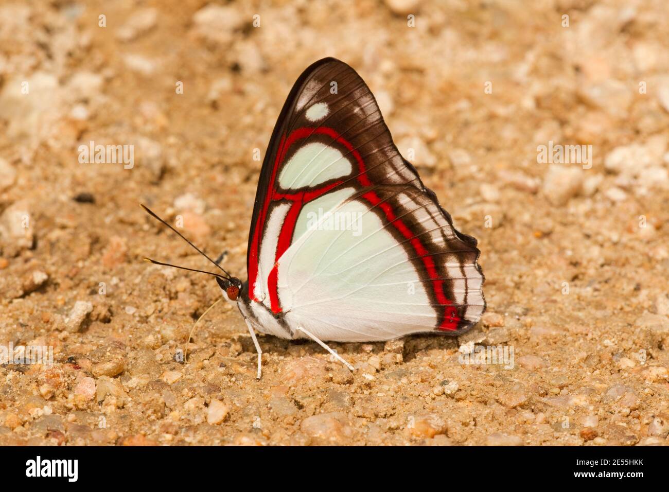 White-edged Red-rim Butterfly, Pyrrhogyra sp., Nymphalidae. Ventral view. Stock Photo