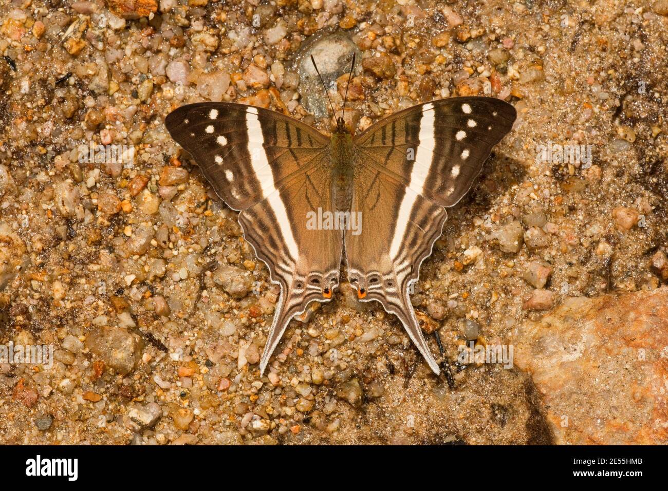 White-banded Daggerwing Butterfly, Marpesia crethon, Nymphalidae. Dorsal view. Stock Photo