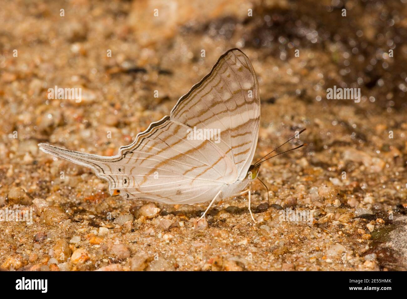 White-banded Daggerwing Butterfly, Marpesia crethon, Nymphalidae. Ventral view. Stock Photo
