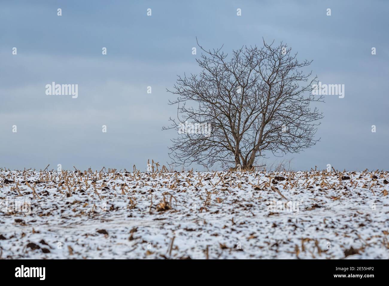 Cloudy sky one tree horizon hi-res stock photography and images - Alamy