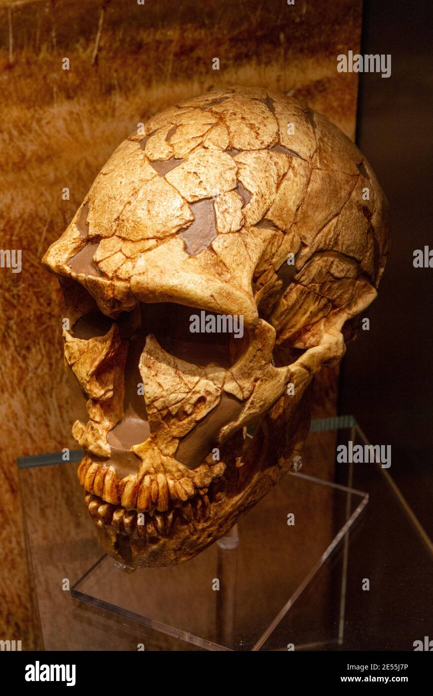 Cast of homo neanderthalensis skull, Ashmolean Museum, the University of Oxford's museum of art and archaeology, Oxford UK. Stock Photo