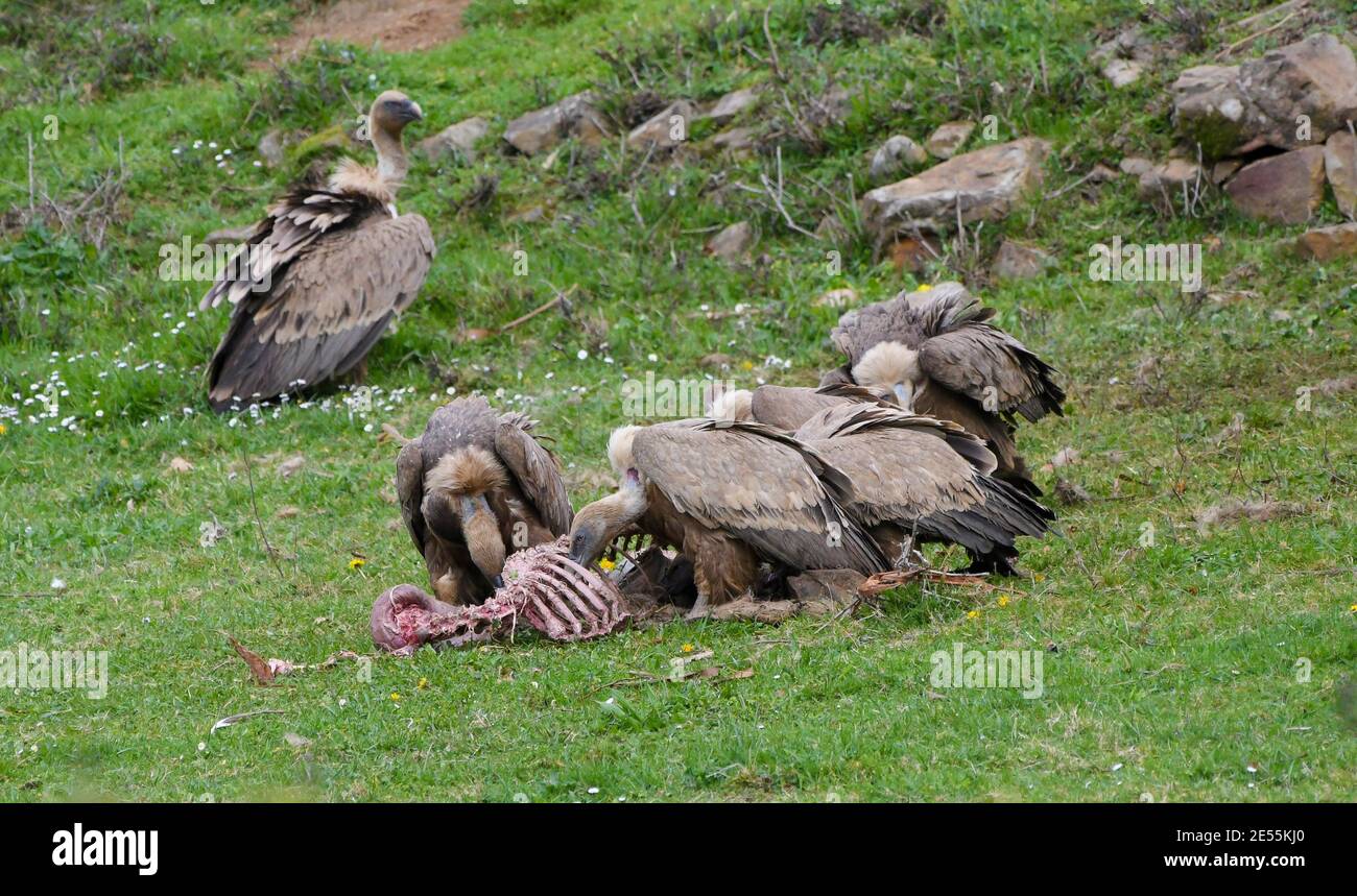 Group of griffon vultures eating the corpse of a sheep Stock Photo