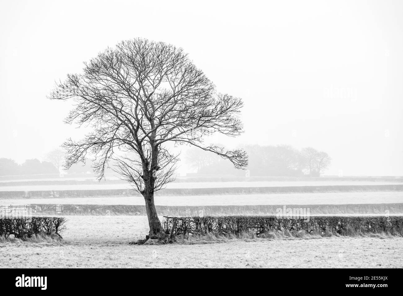 Ley farming Black and White Stock Photos & Images - Alamy